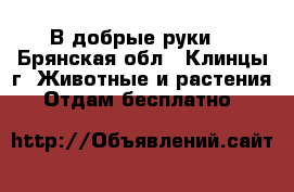 В добрые руки  - Брянская обл., Клинцы г. Животные и растения » Отдам бесплатно   